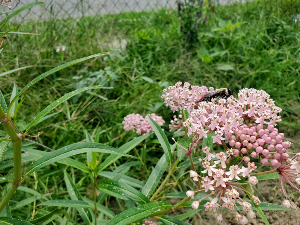 Bee, covered in pollen, pollinating a pink Milkweed plant.